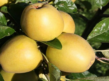 Apple (Malus) Herefordshire Russet®