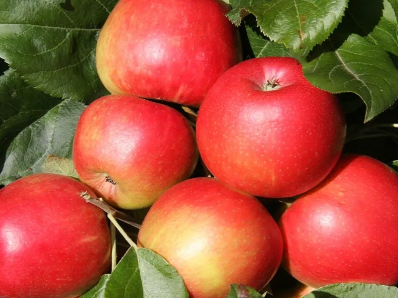 Apple (Malus) Honeycrisp Merryhatton Garden Centre