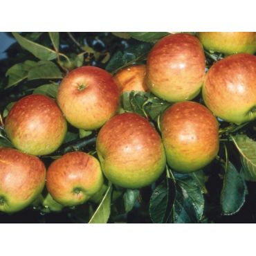 Apple (Malus) James Grieve