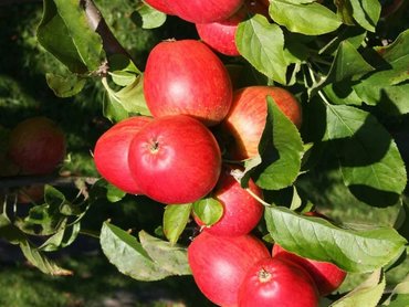 Apple (Malus) Little Pax®