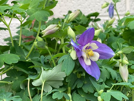 Aquilegia Blue & White
