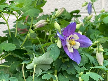 Aquilegia Blue & White
