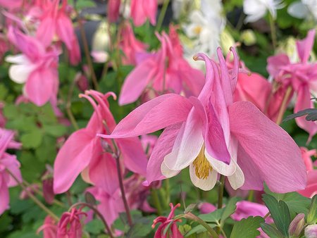 Aquilegia Rose & Ivory