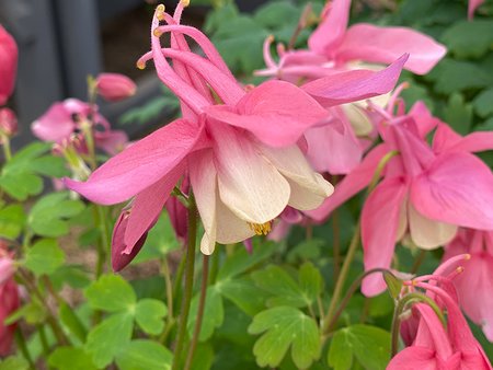 Aquilegia Rose & White