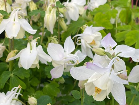 Aquilegia White