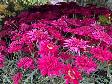 Argyranthemum Double Red  in 1L pot