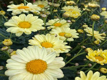 Argyranthemum Lemon  in 1L pot