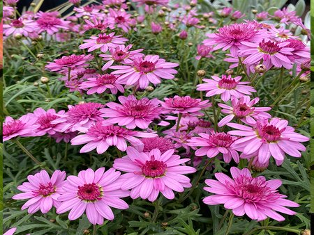 Argyranthemum Madeira Crested Pink  in 1L pot