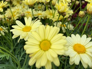 Argyranthemum Madeira Crested Yellow in 1L pot
