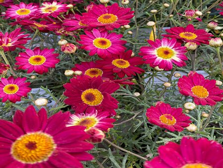 Argyranthemum Madeira Red