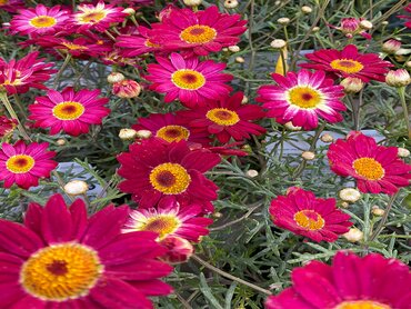 Argyranthemum Madeira Red