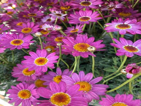 Argyranthemum Pink in 2L pot