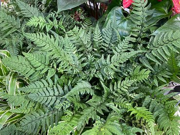 Athyrium spicatum