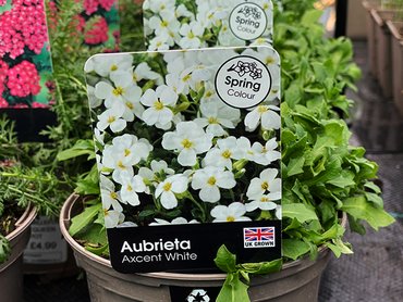 AUBRIETA AXCENT WHITE 1L