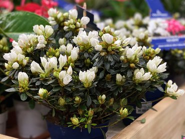 Azalea evergreen white 13cm pot