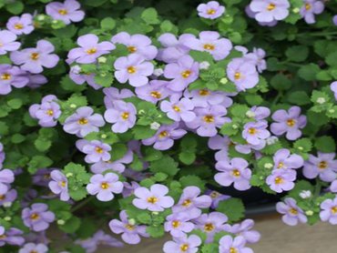 Bacopa Blue in  in 9cm pot pot