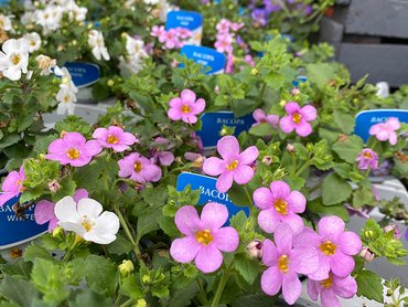 Bacopa Pink in in 9cm pot pot