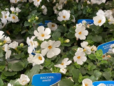 Bacopa Snowflake   9cm pot