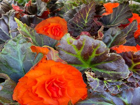 Begonia Orange  in 1L pot