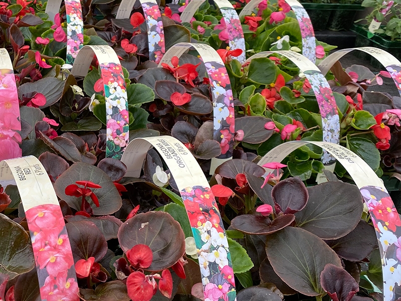 Begonia Semp. Bronze leaf mix Standard Bedding 6pk Merryhatton Garden Centre