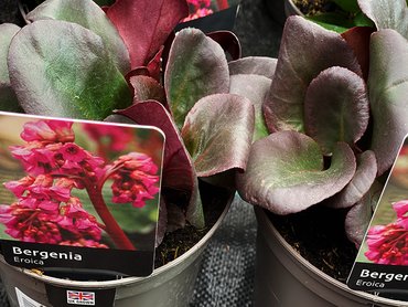 BERGENIA EROICA 2L