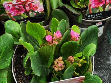 BERGENIA ROSENKRISTALL 2L