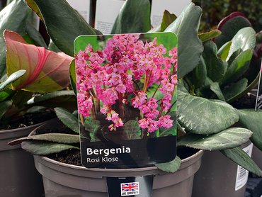 BERGENIA ROSI KLOSE 2L