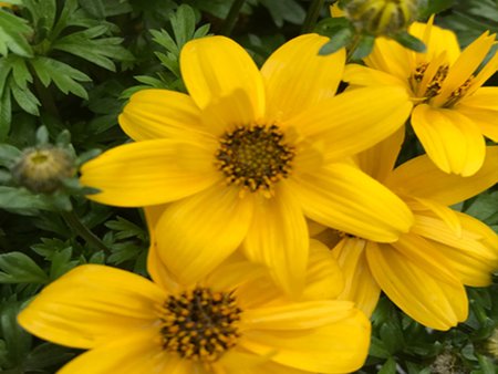 Bidens Gold Fever  9cm pot