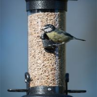 Bird food