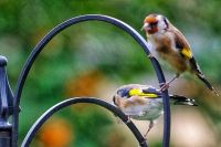 Birds & Wildlife