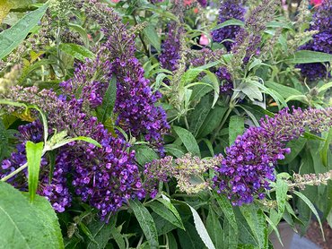 Buddleja Butterfly Candy Little Purple