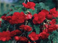 Bulbs Summer Flowering