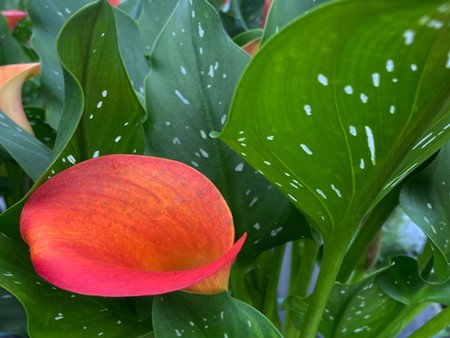 Calla Lily Havana (Pink)  in 2L pot