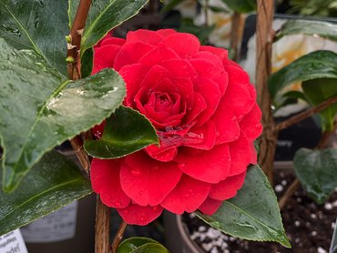 CAMELLIA JAPONICA ROGER HALL- RED 3L