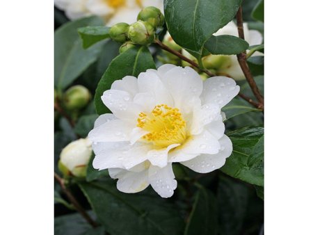 Camellia Japonica Silver Anniversary 3L - White