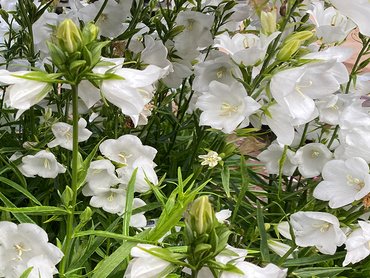 Campanula Takion White