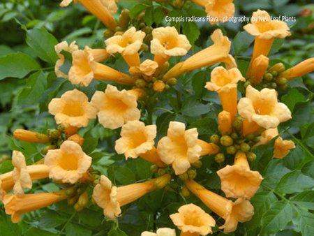 Campsis radicans Flava