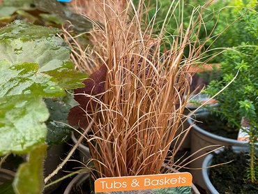 Carex Comans Bronze in V11 pot