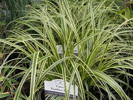 Carex Feather Falls