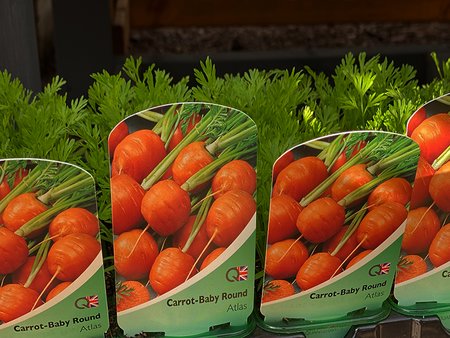Carrot Baby Round