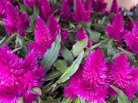 Celosia Caracas Deep Purple