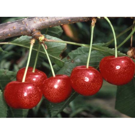 Cherry (Prunus) Morello