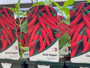 Chilli Pepper Apache