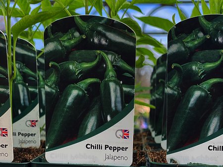 Chilli Pepper Jalapeno