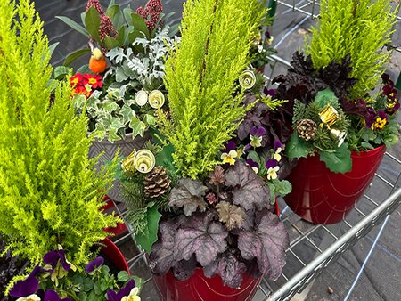 Christmas planter in red pot