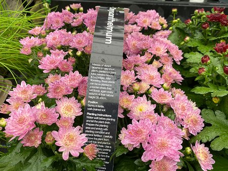 Chrysanthemum Pink Double (Autumn) - 6 Pack