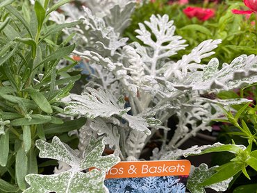 Cineraria Silver Leaf in V11 pot