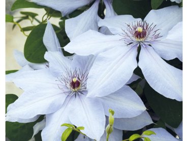 Clematis Bernadine Evipo061