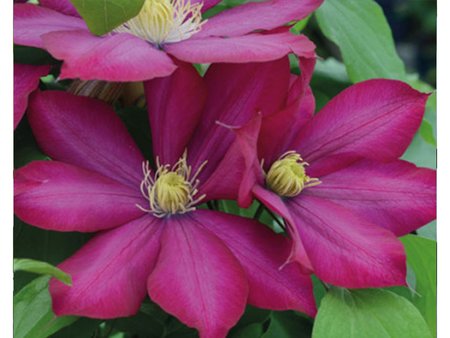 Clematis Bourbon Evipo018