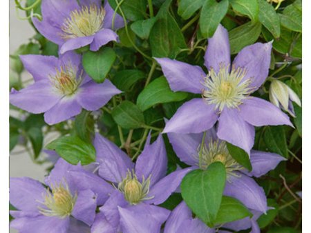 Clematis Cezanne Evipo023